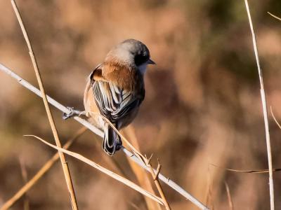 Rémiz penduline, Mésange rémiz Remiz pendulinus (Linnaeus, 1758)