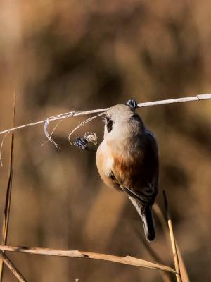Rémiz penduline, Mésange rémiz Remiz pendulinus (Linnaeus, 1758)
