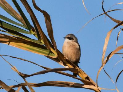 Rémiz penduline, Mésange rémiz Remiz pendulinus (Linnaeus, 1758)