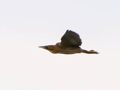 Butor étoilé Botaurus stellaris (Linnaeus, 1758)