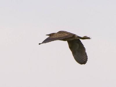 Butor étoilé Botaurus stellaris (Linnaeus, 1758)