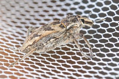 Cléone excorié Coniocleonus excoriatus (Gyllenhal, 1834)
