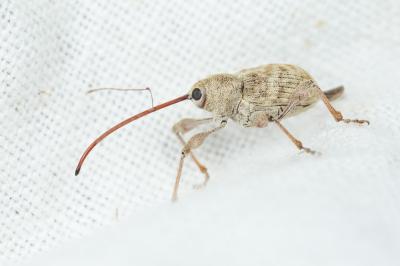 Balamin éléphant Curculio elephas (Gyllenhal, 1835)