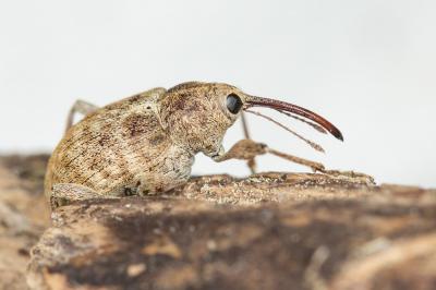  Curculio venosus (Gravenhorst, 1807)
