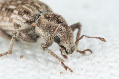  Cycloderes canescens (Rossi, 1792)