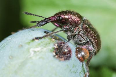 Rhynchite cuivreux Involvulus cupreus (Linnaeus, 1758)