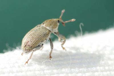  Tychius Germar, 1817