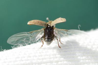  Tychius Germar, 1817