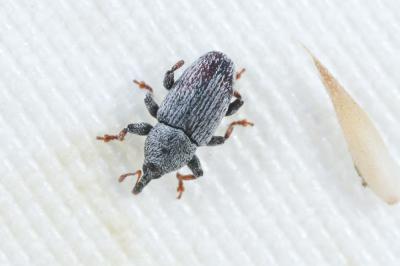  Tychius picirostris (Fabricius, 1787)