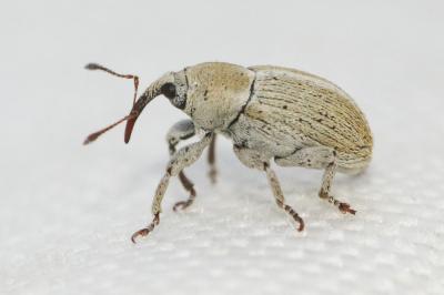  Tychius Germar, 1817