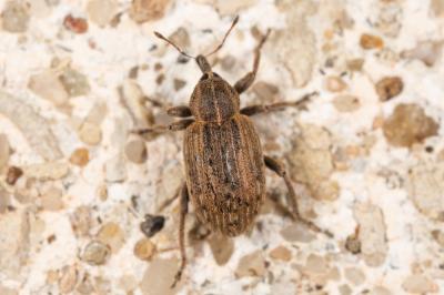  Hypera postica (Gyllenhal, 1813)