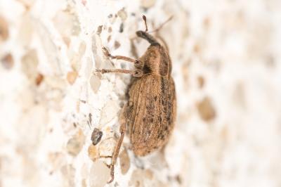  Hypera postica (Gyllenhal, 1813)