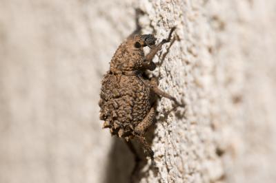Brachycère muriqué Brachycerus muricatus Olivier, 1790