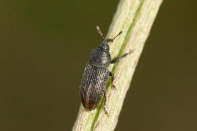  Mecinus pyraster (Herbst, 1795)