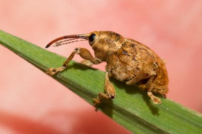  Curculio venosus (Gravenhorst, 1807)