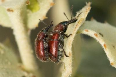  Lasiorhynchites caeruleocephalus (Schaller, 1783)