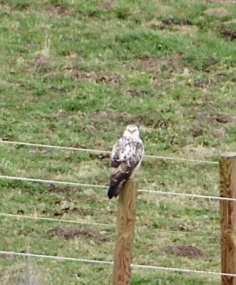 Buse variable Buteo buteo (Linnaeus, 1758)