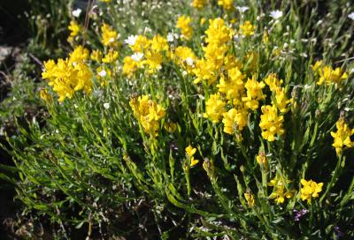 Genêt ailé, Genistrolle Genista sagittalis L., 1753