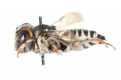  Coelioxys obtusa Pérez, 1884