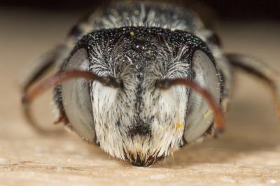  Coelioxys obtusa Pérez, 1884