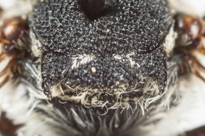  Coelioxys obtusa Pérez, 1884