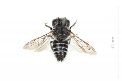  Coelioxys echinata Förster, 1853