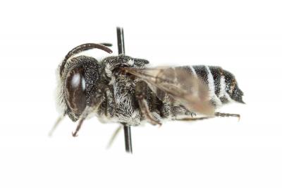 Coelioxys echinata Förster, 1853