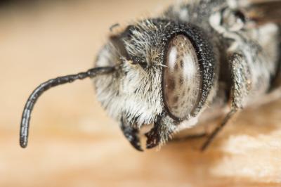  Coelioxys echinata Förster, 1853