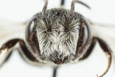  Coelioxys echinata Förster, 1853