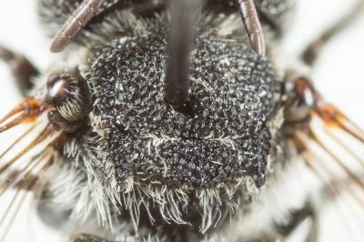 Coelioxys echinata Förster, 1853