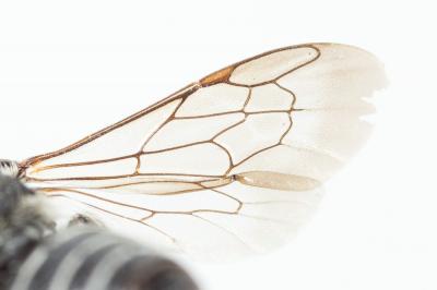  Coelioxys echinata Förster, 1853