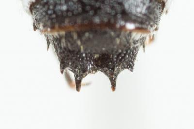  Coelioxys echinata Förster, 1853