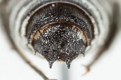  Coelioxys echinata Förster, 1853