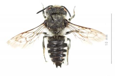  Coelioxys conoidea (Illiger, 1806)