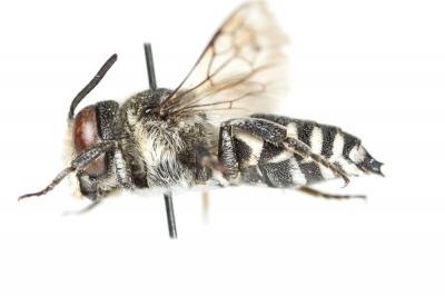  Coelioxys conoidea (Illiger, 1806)