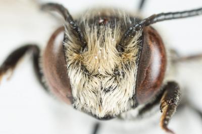  Coelioxys conoidea (Illiger, 1806)