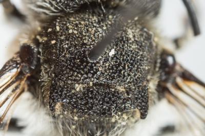  Coelioxys conoidea (Illiger, 1806)