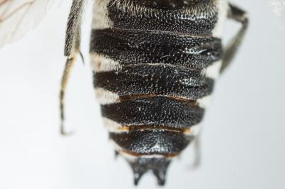  Coelioxys conoidea (Illiger, 1806)