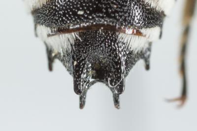  Coelioxys conoidea (Illiger, 1806)