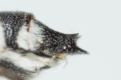  Coelioxys conoidea (Illiger, 1806)