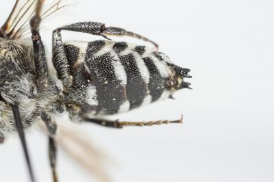  Coelioxys conoidea (Illiger, 1806)