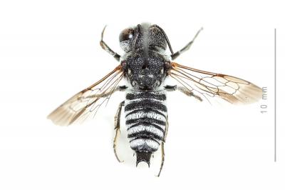  Coelioxys argentea Lepeletier, 1841