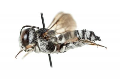  Coelioxys argentea Lepeletier, 1841