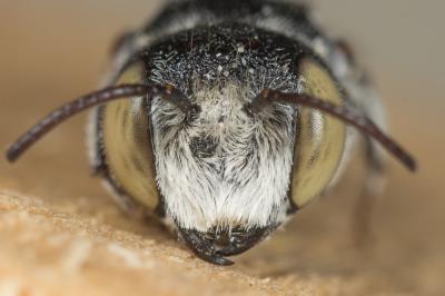  Coelioxys argentea Lepeletier, 1841