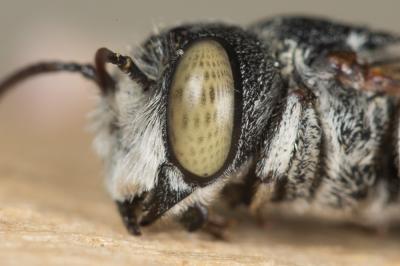  Coelioxys argentea Lepeletier, 1841