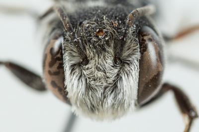  Coelioxys argentea Lepeletier, 1841