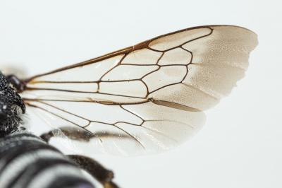  Coelioxys argentea Lepeletier, 1841
