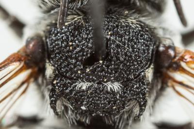  Coelioxys argentea Lepeletier, 1841
