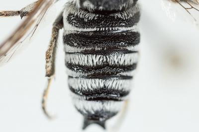  Coelioxys argentea Lepeletier, 1841
