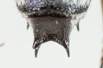  Coelioxys argentea Lepeletier, 1841